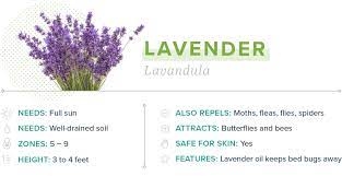 8 mosquito repellent plants to keep pests away from your garden. 15 Plants That Repel Mosquitoes Proflowers