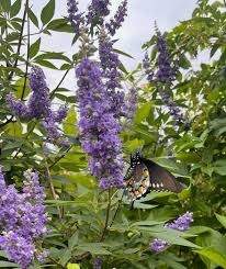Image result for Vitex mombassae
