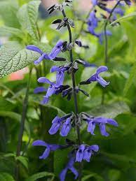 Amazing New Annuals For 2016 Salvia White Flower Farm Plants