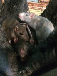 Beau Winkle Pearl Baelfire Agouti And Ironhide Gray Rex Rats Petrats Babyanimal Cuddles Toocute Pet Rats Baby Animals Fancy Rat