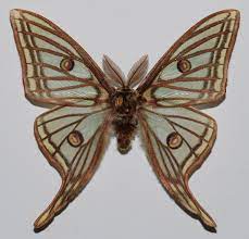 Mar 24, 2020 · l'isabelle (graellsia isabelae) le papillon isabelle est l'espèce nocturne la plus courante, il est possible de l'apercevoir en europe, où elle vit dans les forêts espagnoles et françaises. File Spanish Moon Moth Graellsia Isabellae Male 8383152321 Jpg Wikimedia Commons