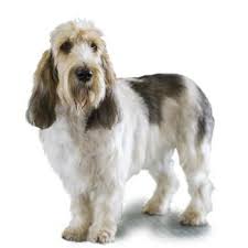 Image result for malý vendéeský hrubosrstý honič