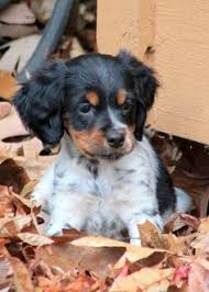 Puppies for sale listings from the best gun dog breeders, trainers and kennels. 37 Best French Brittany Spaniel Ideas French Brittany Spaniel Brittany Spaniel French Brittany