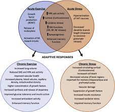 Acute And Chronic Effects Of Stress And Exercise Acute Effects Of Download Scientific Diagram