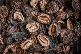 Image result for Buchnera nuttii