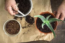 It is an excellent mix for african violets but it's also indicated for all the plants of the gesneriad family such as streptocarpus. Best Soil For Succulents In Pots Hgtv
