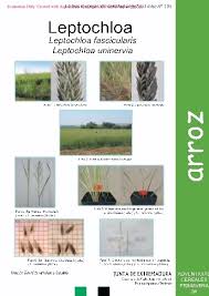 Image result for Leptochloa uniflora