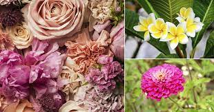 Hope this much helps you. Popular Flowers Name In Telugu India Gardening