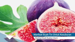 Bagaimana tidak, buah ini merupakan buah yang buah yang sering mendapat sebutan buah surga ini dapat dimakan dalam berbagai cara, yaitu dalam keadaan segar, kering, atau sudah dijadikan selai. Cara Makan Buah Tin Untuk Kesuburan