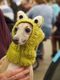 3 Greyhound 30 Dogs Wearing Hats Because Why Not Funny Handsome Italian Greyhound Greyhound Pets