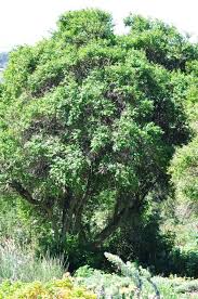 Image result for Halleria elliptica