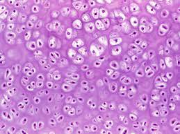 Tejido Conectivo Cells Project Hyaline Cartilage Study Of Tissues