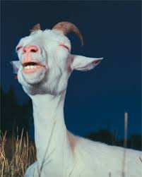 vn ren'py my pleasure [v0.10. Guilty Pleasure Goat Image Gallery List View Know Your Meme