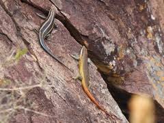 Image result for Crepidorhopalon namuliensis