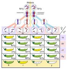 Difference Between Mendel S First And Second Law Study Biology Mendelian Inheritance Genetics Activities