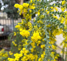 Image result for Acacia eriocarpa