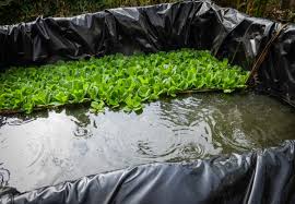 Concrete fish pond paint is to solve all these issues. How To Farm Tilapia Fish In A Pond At Home Toughnickel