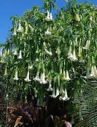 Close to the light rail! Yard Doc Angel S Trumpets Are Beautiful Both Flowers And Fragrance