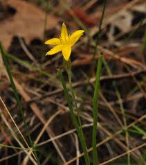 Image result for Hypoxis urceolata