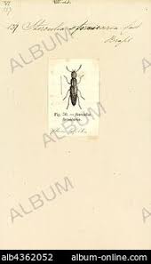 Image result for Sterculia subviolacea