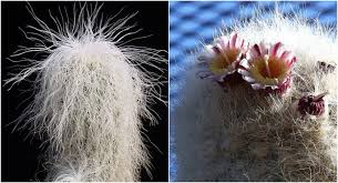 Join our friendly community that shares tips and ideas for gardens, along with seeds and plants. Cephalocereus Senilis Old Man Cactus World Of Succulents