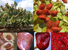 Image result for Bixa orellana