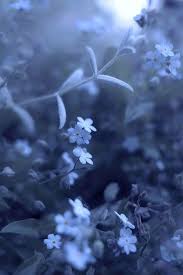 Color Periwinkle Light Blue Aesthetic Blue Flower Wallpaper Light Blue Flowers