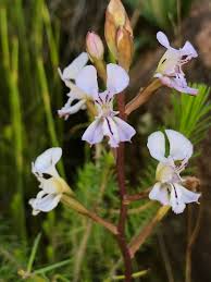 Image result for Disa zimbabweensis