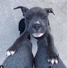 We did not find results for: 8 Things You Need To Know About The Blue Nose Pitbull Puppies