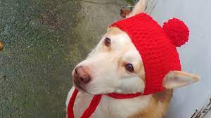 Large Xl Dog Crochet Beanie Pattern Dog Sweater Crochet Pattern Crochet Dog Crochet Dog Clothes