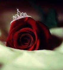 True Muslimah Beautiful Rose Flowers Rose Flower Wallpaper Love Rose Flower