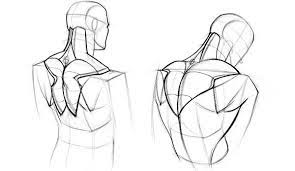 Anatomy, front view, human, illustration, labeled, lower back, lower back muscles. Proko How To Draw Upper Back Muscles Form Human Anatomy Drawing Human Anatomy Art Anatomy Sketches