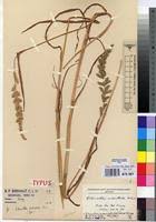 Image result for Echinochloa pyramidalis