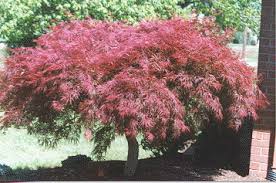 Crabapples are a great type of landscaping tree if you want spectacular white flowers every spring. Japanese Dwarf Weeping Maple Shrubs For Landscaping Japanese Maple Tree Japanese Maple
