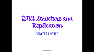 8.3 dna replication there are many origins of replication in eukaryotic chromosomes. Old Unit 4 Dna Structure And Replication Notes Youtube