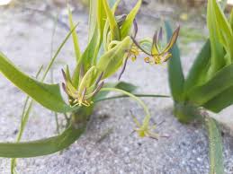 Image result for Ornithoglossum viride