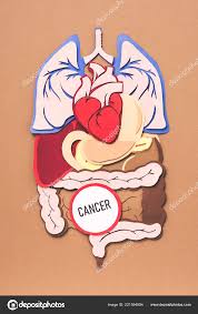 Download internal organs stock vectors. Internal Images Royalty Free Stock Internal Photos Pictures Depositphotos