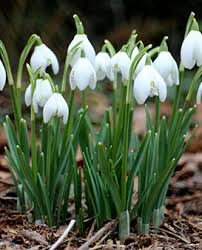 One of the best ways to bring some color to the gray winter months is by forcing spring for most types of spring bulbs, forcing is a process that begins in the fall, where the bulbs spend an artificial winter in your refrigerator. Top 10 Bulbs For Shady Areas Hayloft
