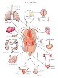 There are those parts located outside (external body parts) and others located inside the body (internal parts of body). The Human Body More Human Body Organs Human Body Diagram Human Organ Diagram