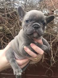 Maybe you would like to learn more about one of these? French Bulldogs For Sale Pa Online Shopping