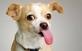 Se non lo trovi imposta barboncino toy femmine in vendita a bogliasco (ge). Tabella Dei Pesi E Sviluppo Corporeo Chihuahua Chic4dog