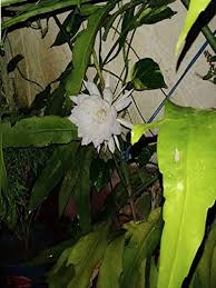 Maybe you would like to learn more about one of these? Indiana Herbalife Brahma Kamala Sacred Saussurea Kon Kapfu Brahma Kamalam Sah Du Goh Ghoo Brahmakamala Saussurea Obvallata Brahma Kamal King Of Himalayan Flowers Live Plant 1 Healthy Leaf Amazon In Garden Outdoors