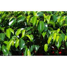 Image result for Ficus barteri