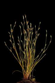 Image result for Juncus bufonius
