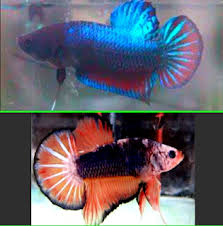Ikan cupang plakat adalah ikan cupang hias, yang bentuk postur tubungnya hampir menyerupai ikan cupnag bagan. Bagi Yang Gemar Memelihara Ikan Cupang Ketahui Perbedaan Ikan Cupang Plakat Dengan Bagan Berikut Ini My Blog