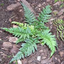 Image result for Polystichum sinense
