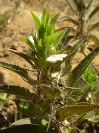 Image result for Pogonospermum ciliatum