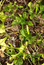 Image result for Peponium vogelii