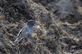 Zkušená chovatelka alena (54) pro jistotu zavře svoji hárající barunku do klece. Fotografie Marie Korbelove Prostreno Na Hnojisti Ziskaly Zvlastni Cenu Ve Fotograficke Soutezi Avifauna Cesky Online Magazin O Ptacich