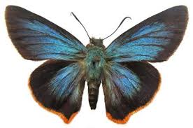 Image result for Triaspis macropteron